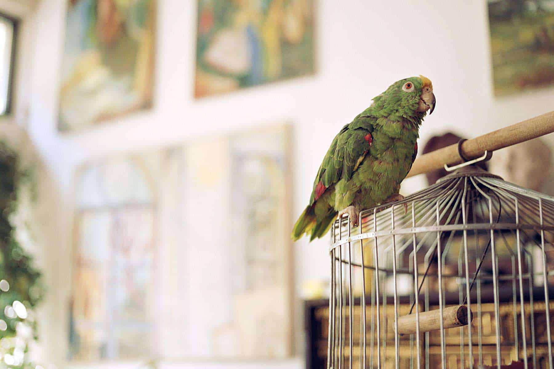 Depression in Pet Birds
