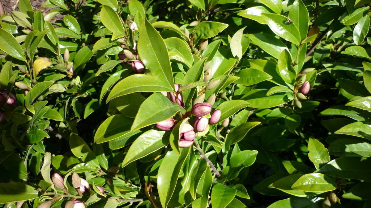 Magnolia Figo