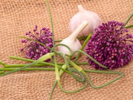 garlic flowers