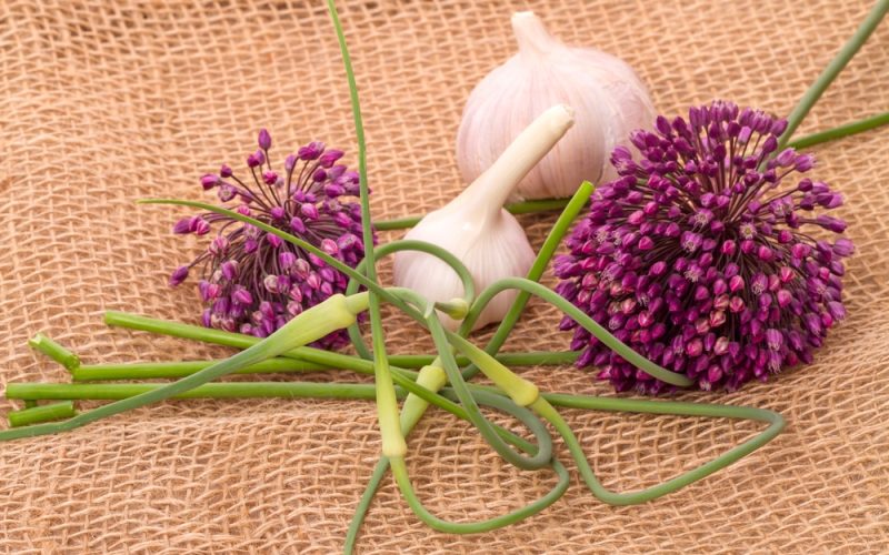 garlic flowers