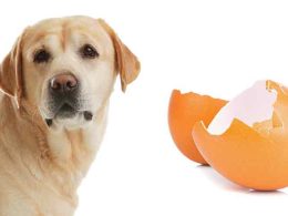 Eggshells to Dogs
