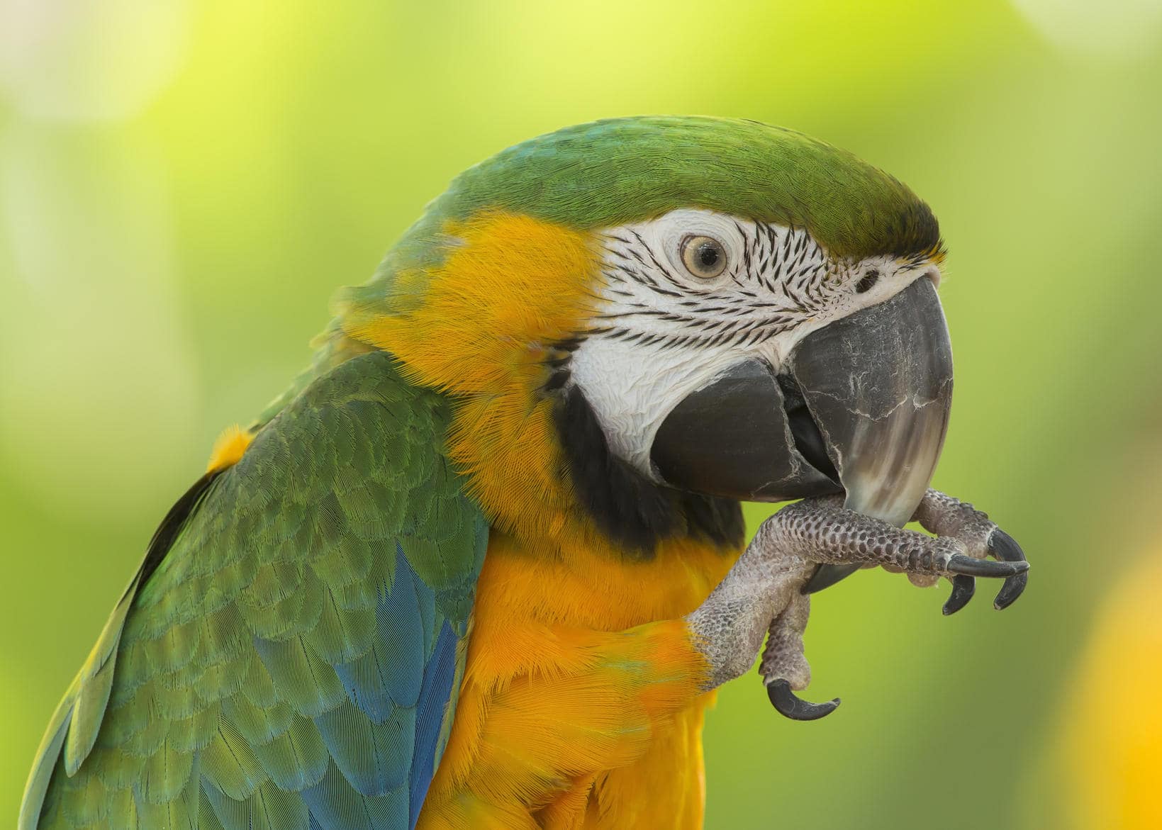 Parrot Fever (Psittacosis)