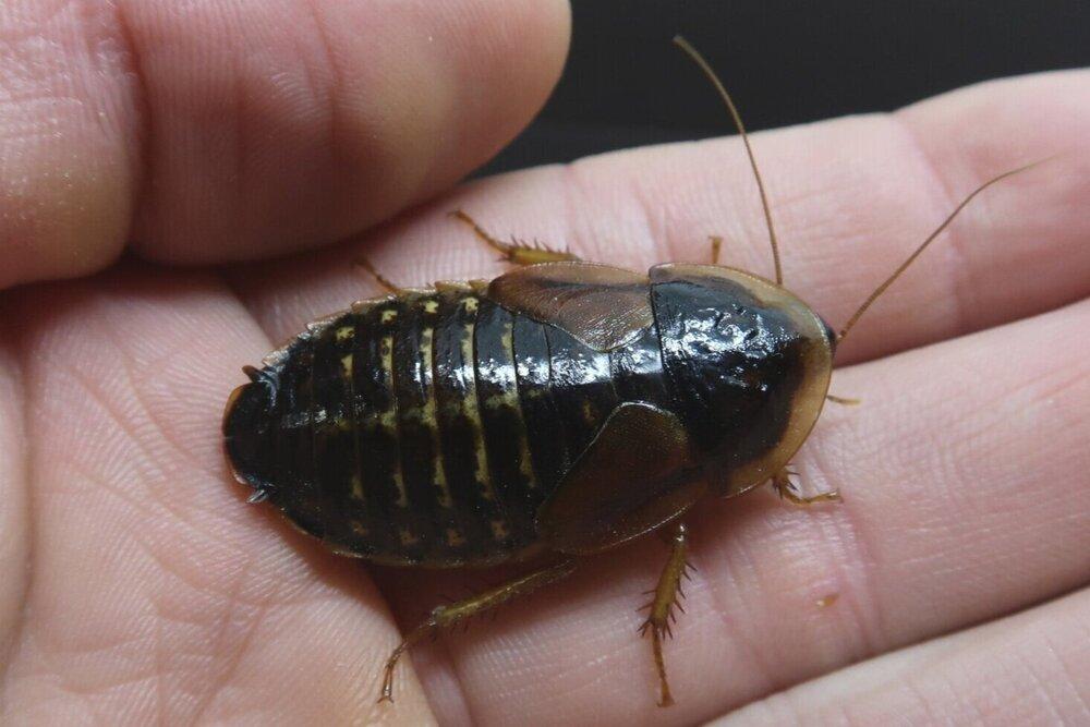 Dubia Roach Colony