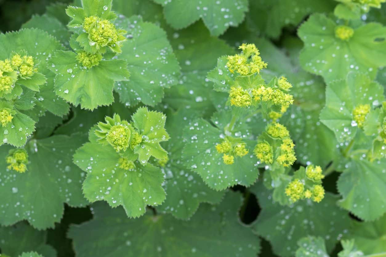 Lady’s mantle