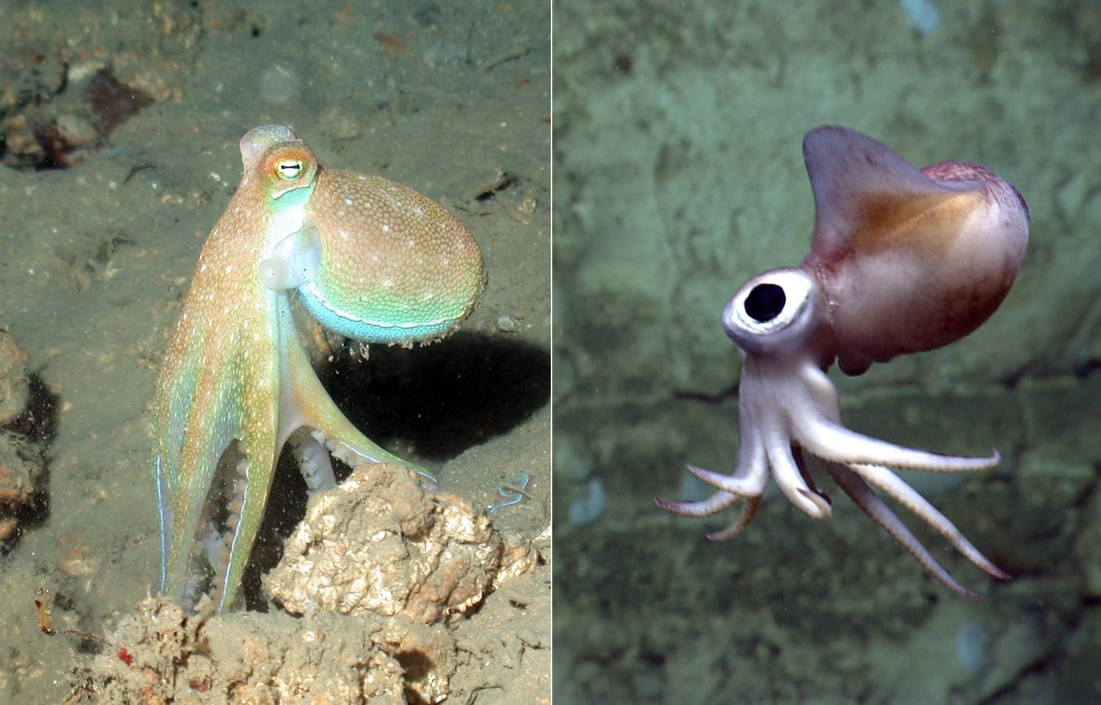 Octopus Vs Squid