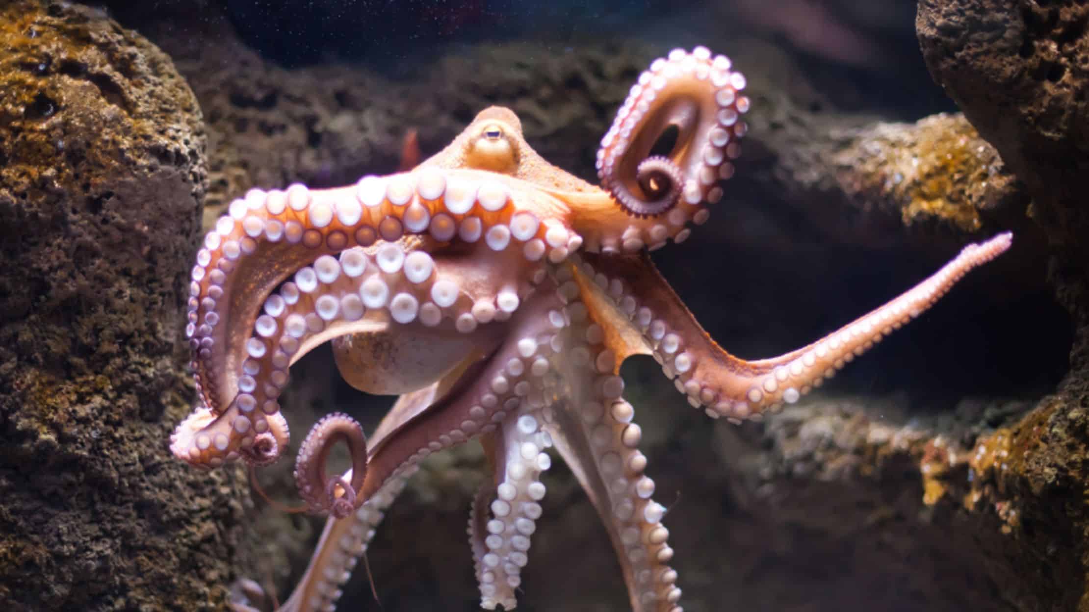 Arm of the Octopus