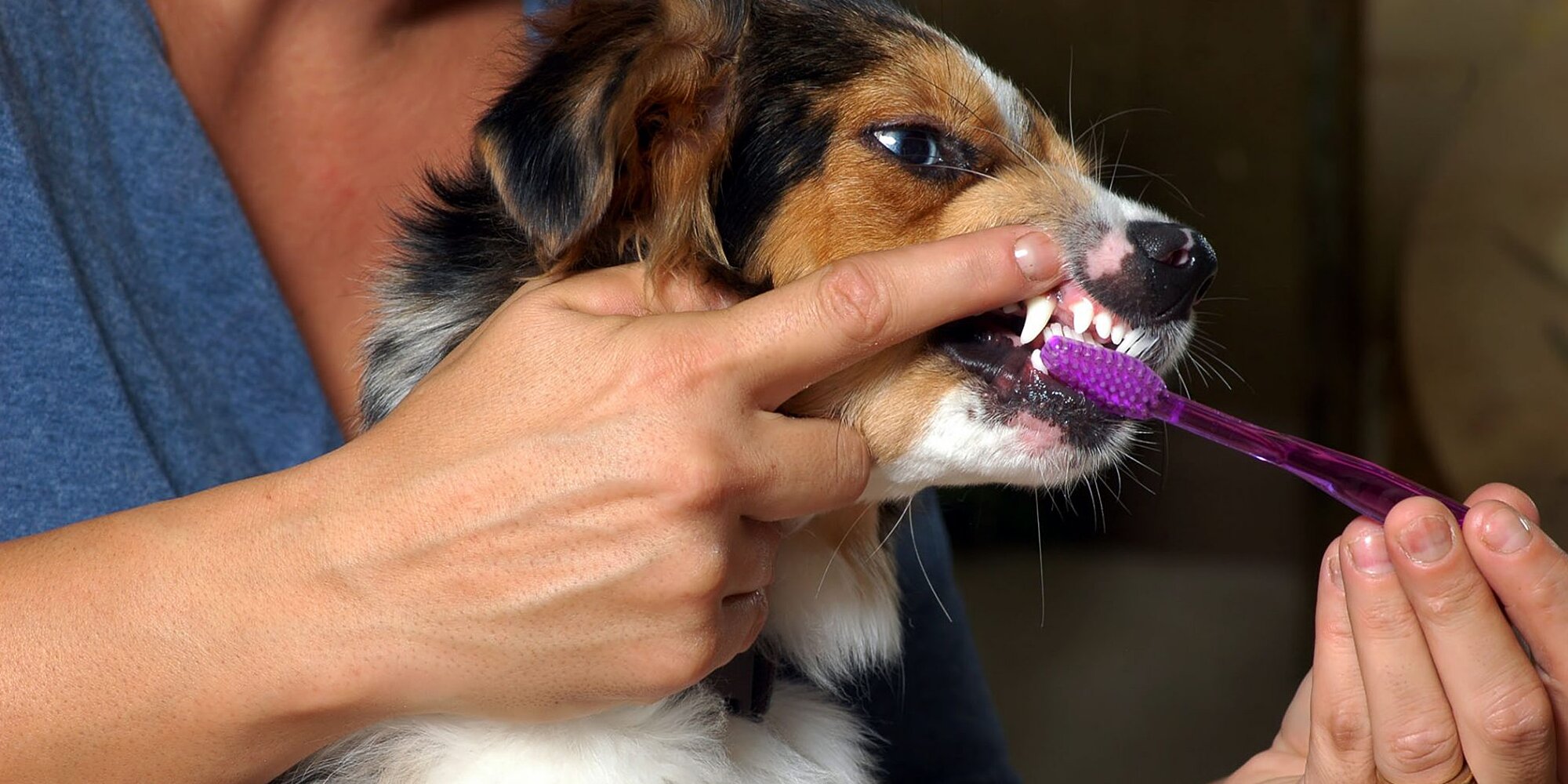 Brushing Your Dog Teeth