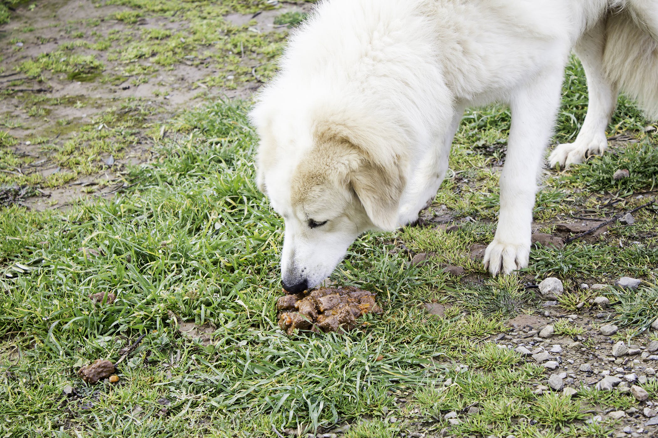 Coprophagia in Dogs