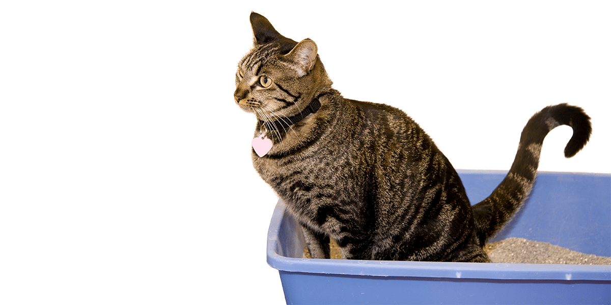 Feline Lower Urinary Tract Disease (FLUTD) in Cats