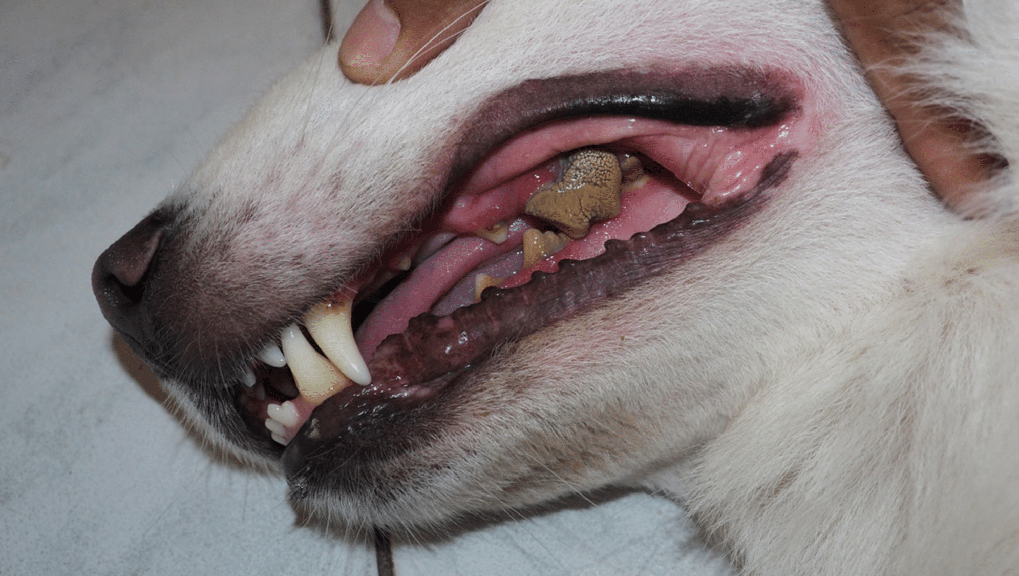 Halitosis in Dogs