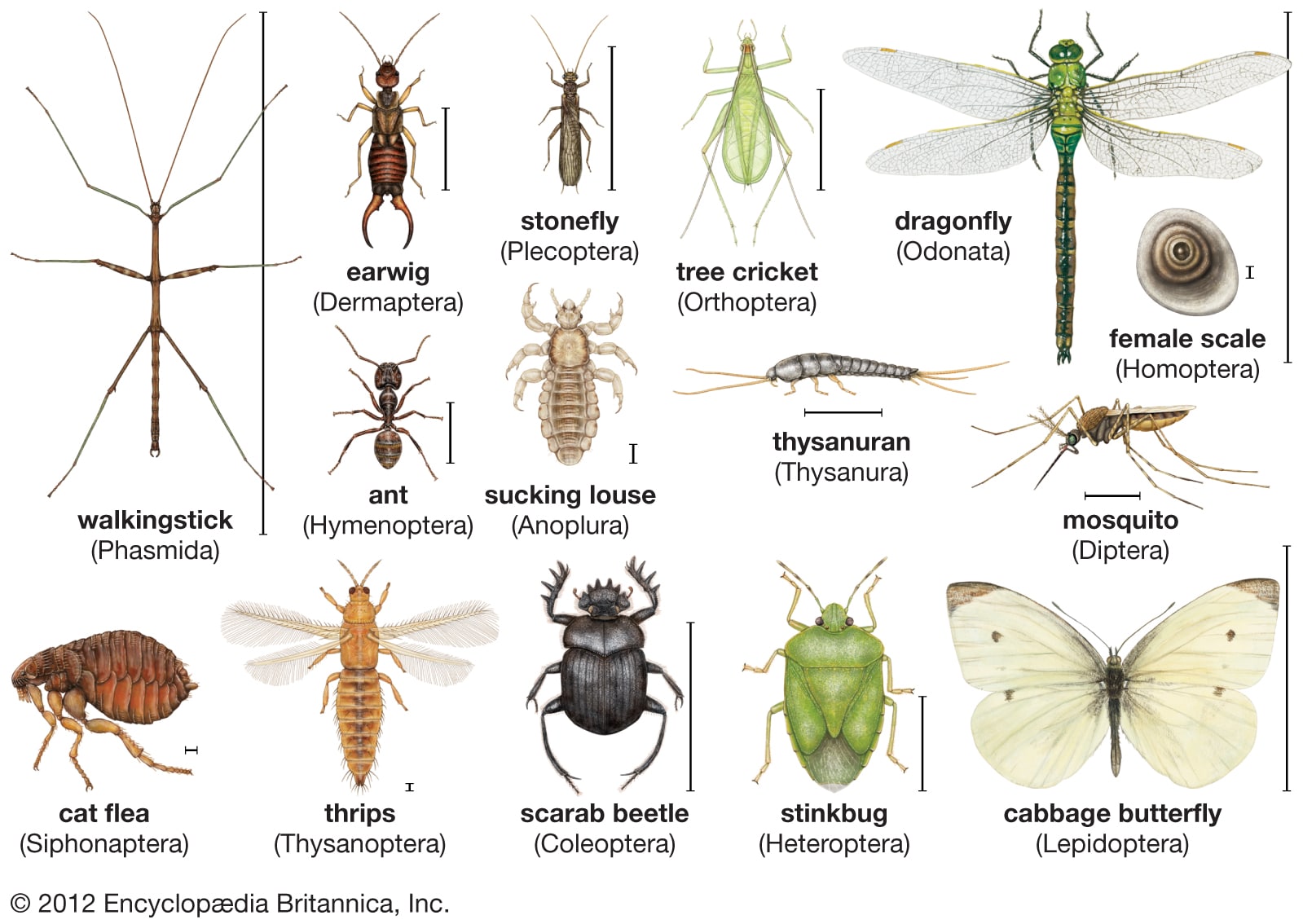 Types of Insects