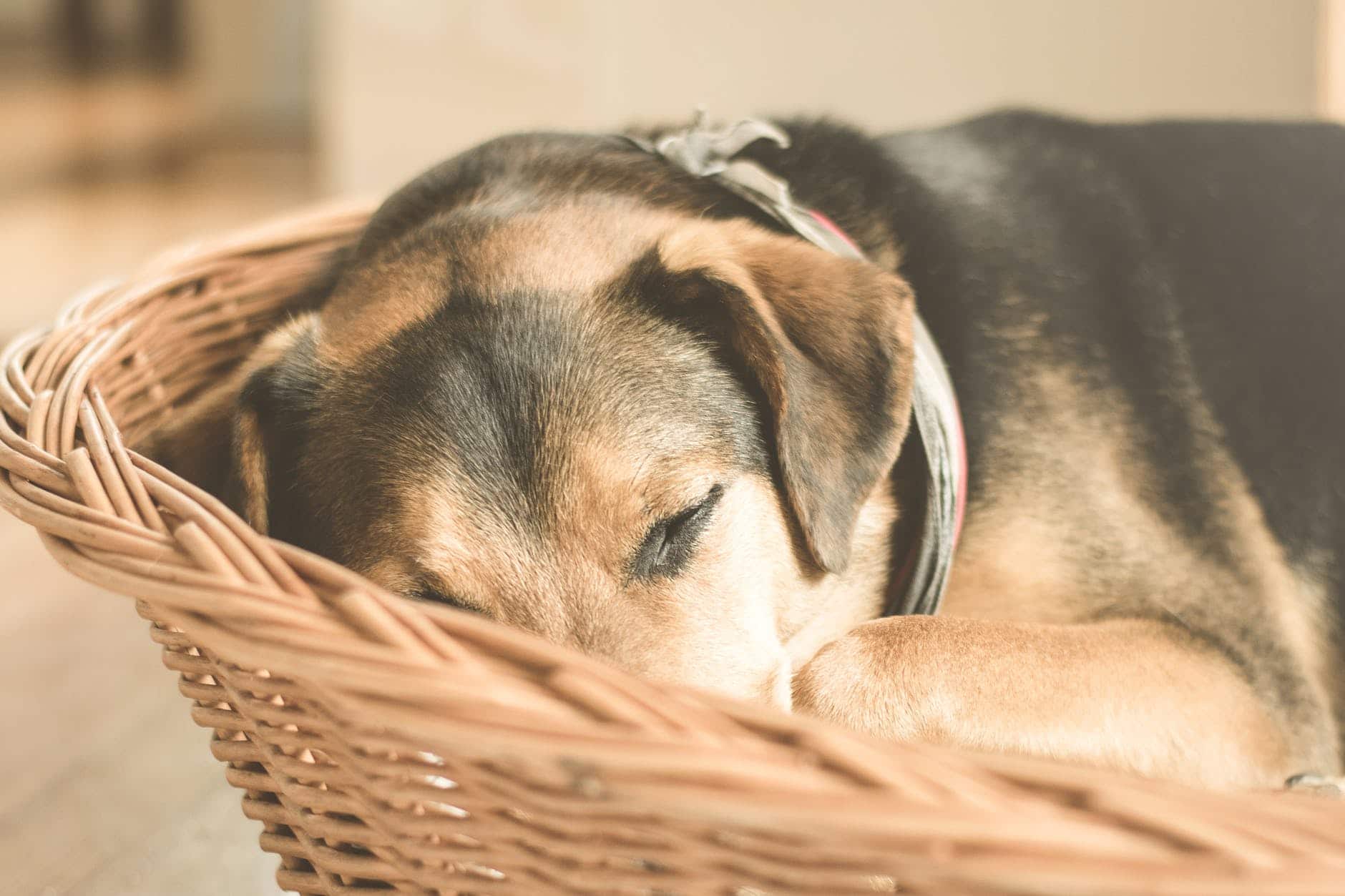 german shepherd puppy sleeping on brown wicker basket close up photo