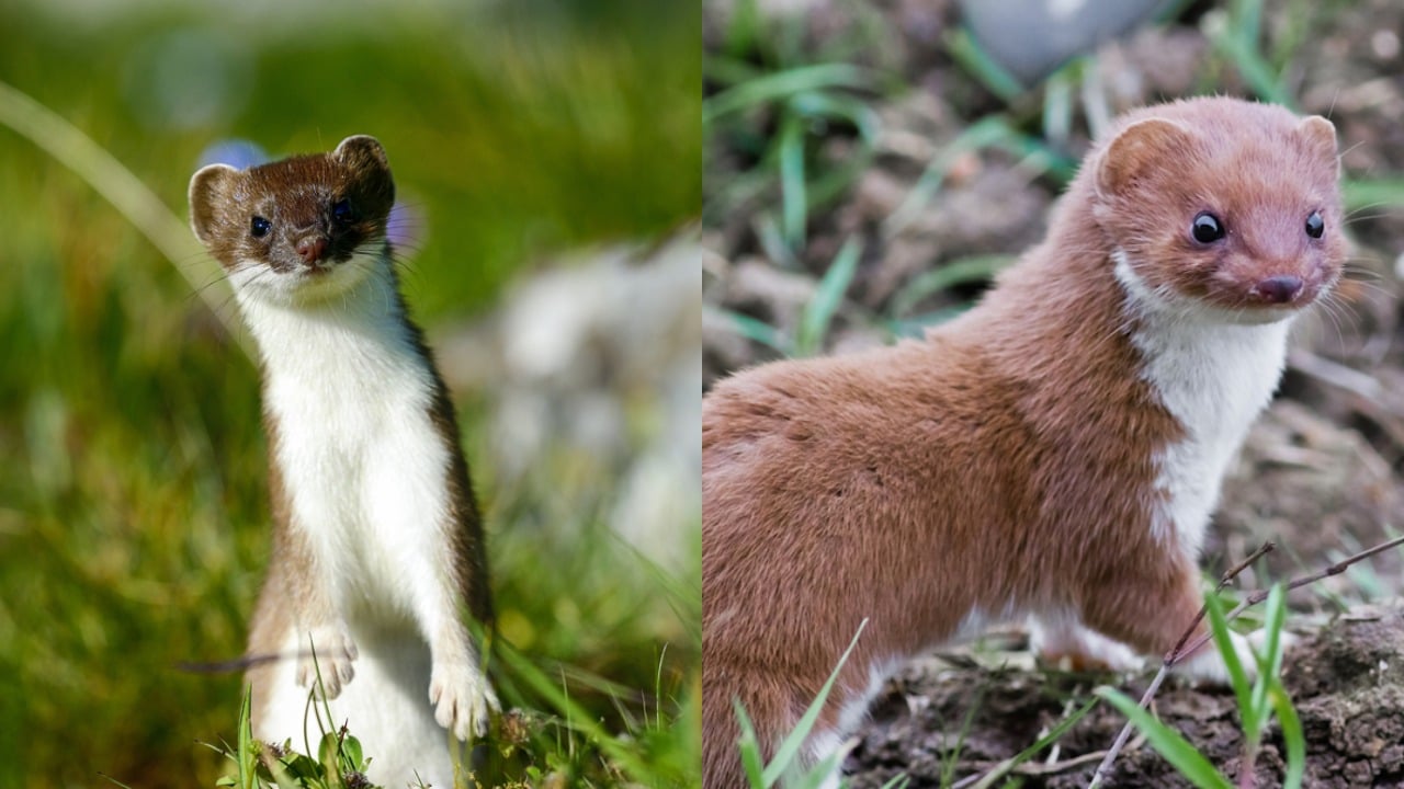 Stoats And Weasels