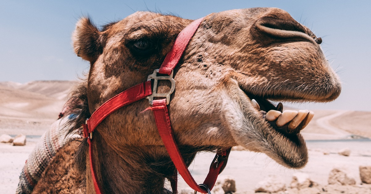 Camel Tongue Facts