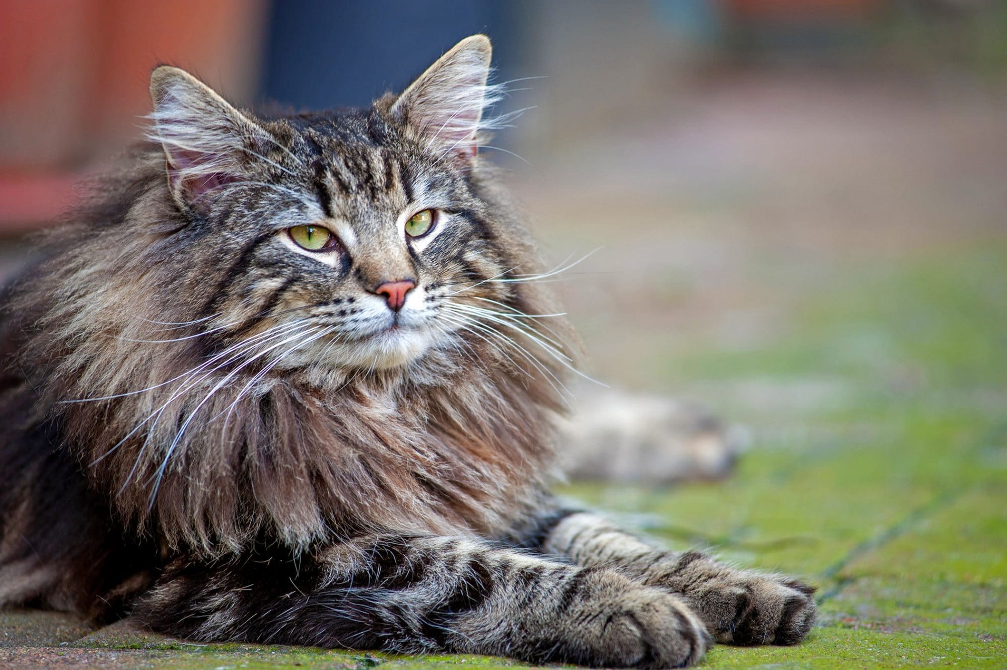 6 Largest Cat Breeds in the World