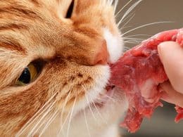Human Foods You Should Not Give Your Cats
