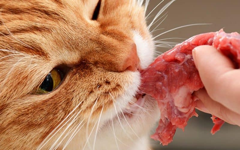 Human Foods You Should Not Give Your Cats
