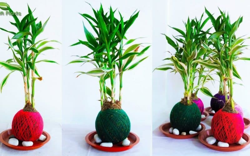 Different Types of Bamboo House Plants