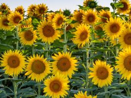 Different Types of Sunflowers