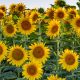 Different Types of Sunflowers