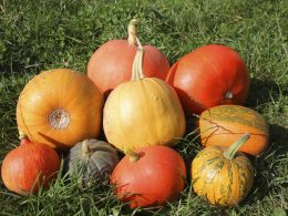 Different Types of Pumpkins