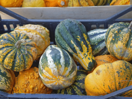 Difference Between Pumpkin and Squash