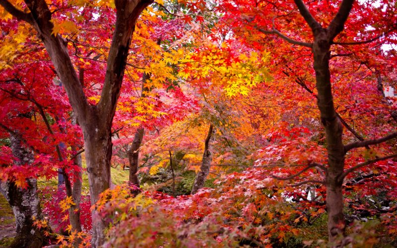 Different Types of Maple Trees