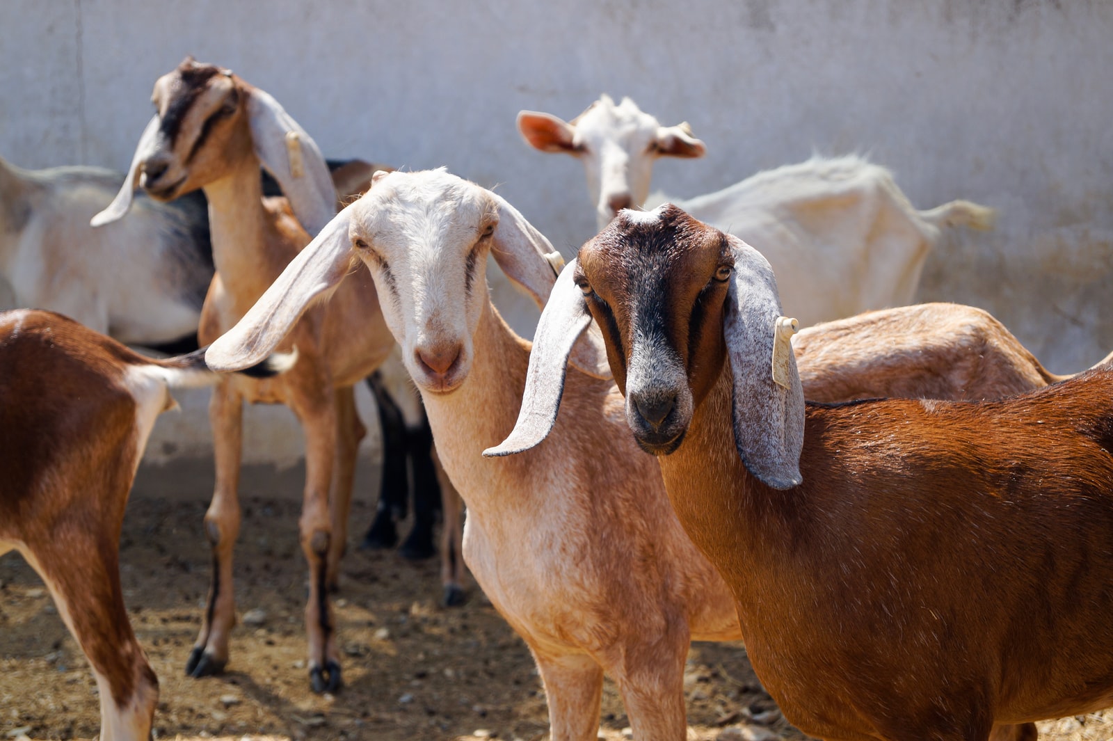 Different Types of Goat Breeds