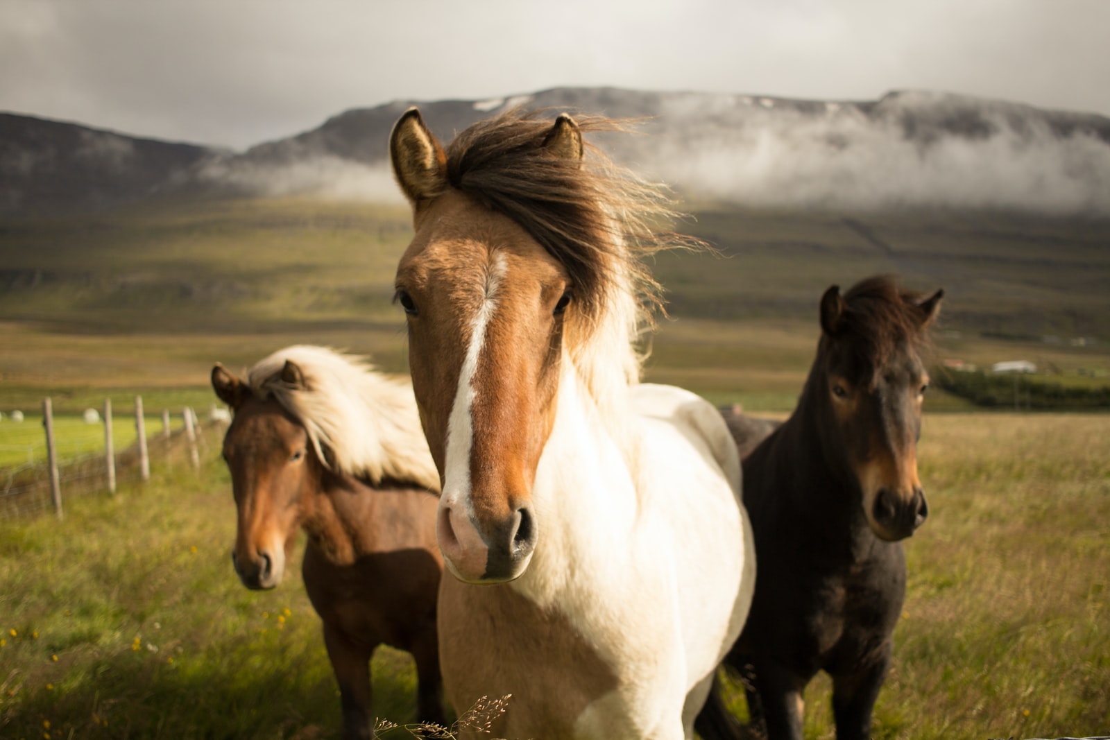 Types of Horse Breeds
