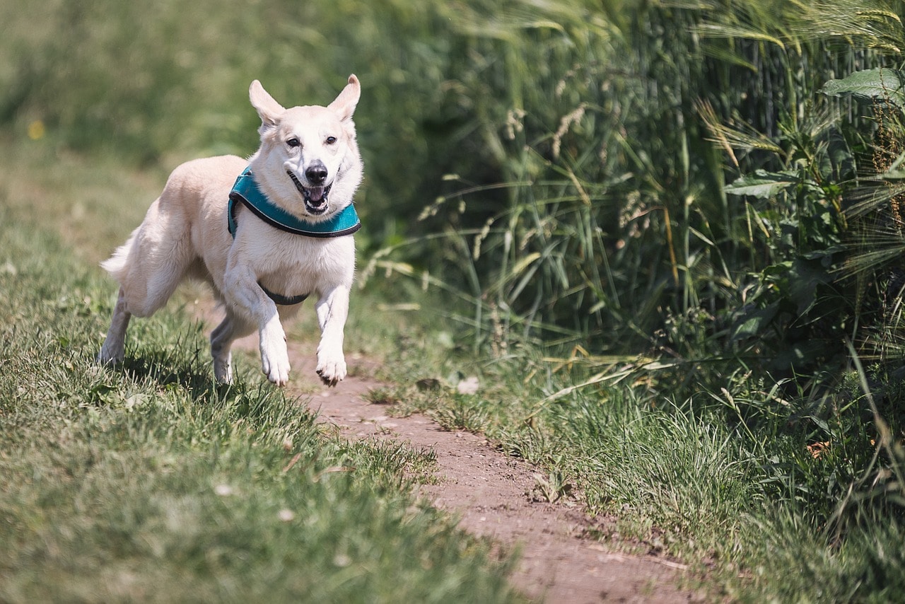 Best Dog Breeds for Runners