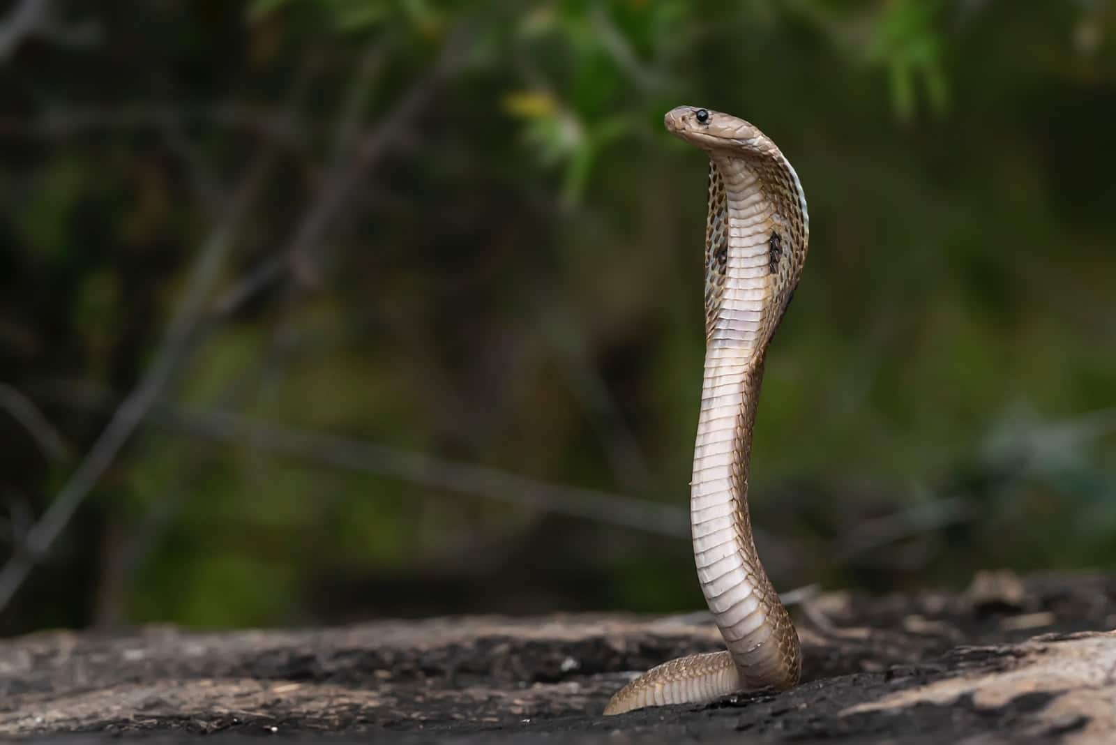 Incredible Fact About Snakes You Should Know