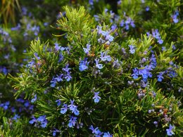 Best Substitutes for Rosemary