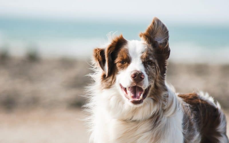 7 Important Nutrients Your Dog Needs to Stay Healthy