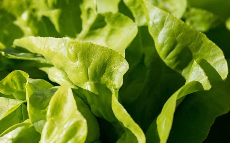 Different Types of Lettuce