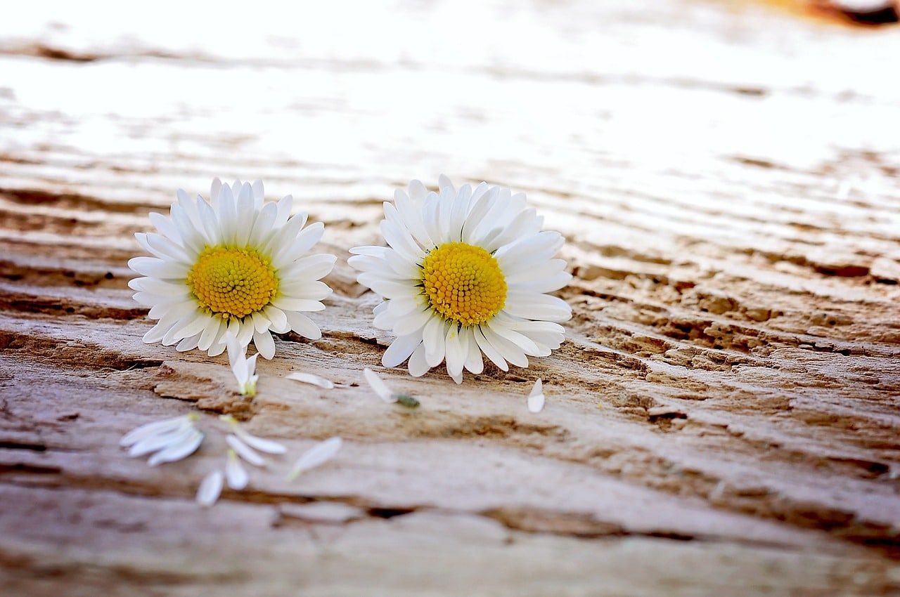 Different Types of Daisies