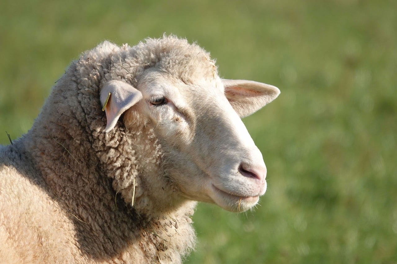 Most Popular Wool Producing Sheep Breeds