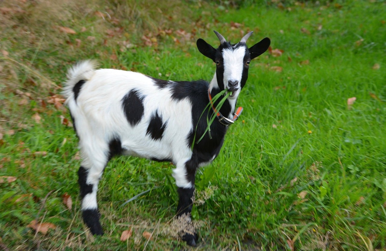 Small Goat Breeds