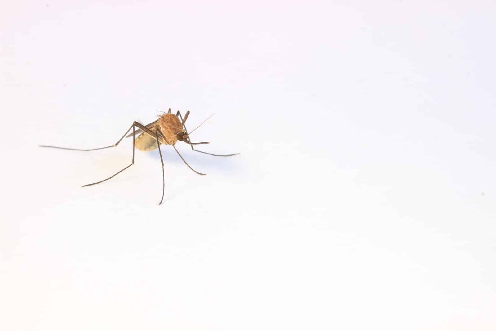 Things That Scare Away Mosquitoes